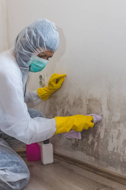 Best Mold Prevention Services  in Jericho, NY